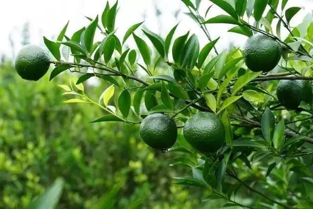 專注新會(huì)小青柑普茶，倡導(dǎo)有品生活的摯調(diào)，成功制勝海外市場