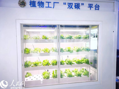 數(shù)字科技賦能現(xiàn)代農(nóng)業(yè) 中關(guān)村科博會(huì)植物工廠展示創(chuàng)新成果